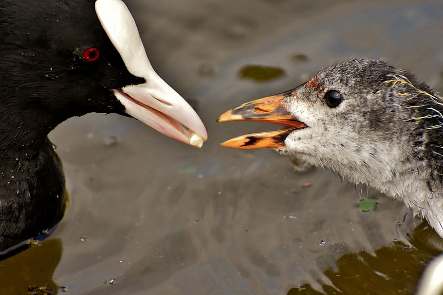 macro shot of two ducks, coot, chicks, feed, food, animal, animal world HD wallpaper