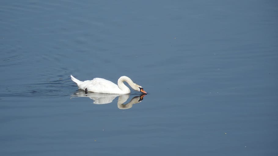 Swan, Reflection, Water, bird, animal, nature, lake, wildlife HD wallpaper