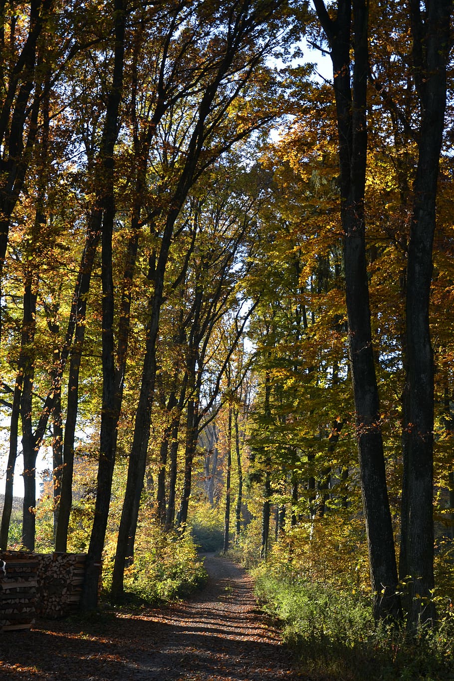 forest, away, autumn, tree, landscape, trail, nature, forest path HD wallpaper