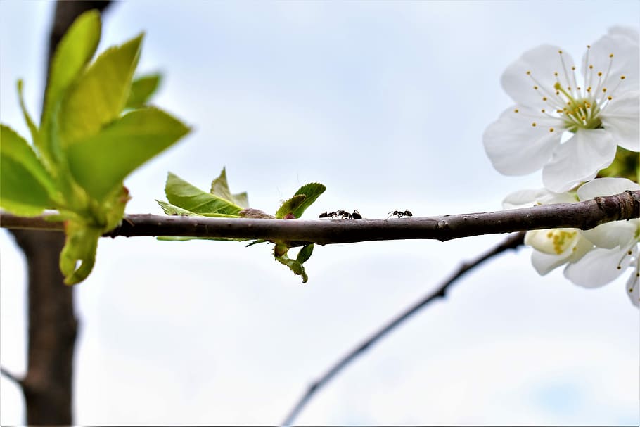 Ants, Stick, Nature, Insect, leaf, flower, plant, freshness HD wallpaper