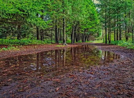 nature, trees, natural, forest, green, landscape, light, season HD wallpaper