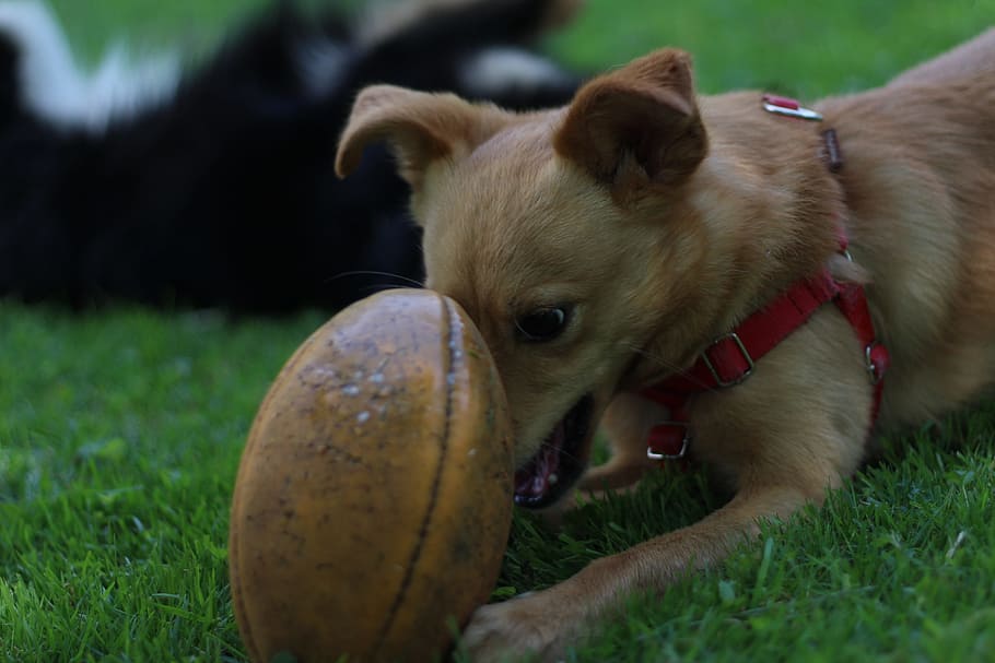 dog, ball, happyness, cute, playing, adorable, young, fun, light dog, HD wallpaper