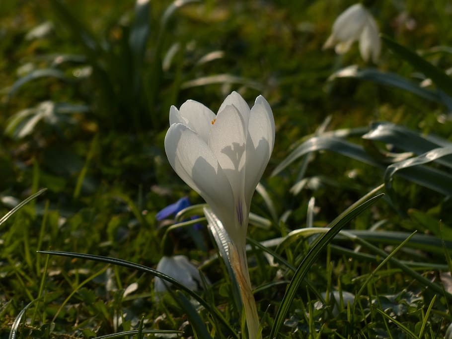 Crocus, White, Bloom, Blossom, plant, nature, spring, flower HD wallpaper