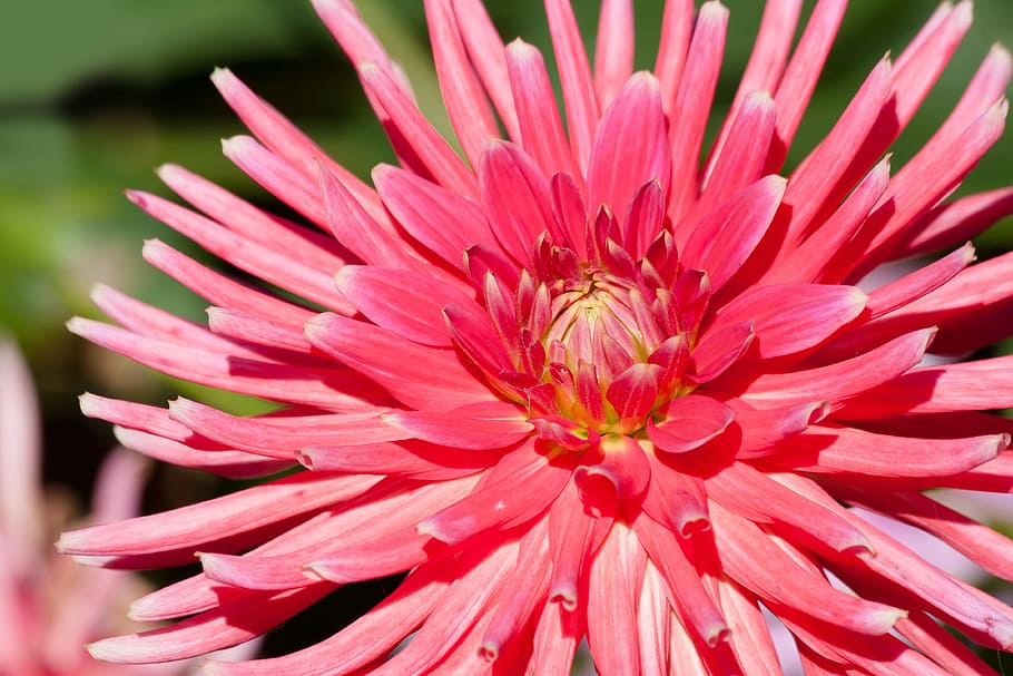 Pink Flower Illustration, bloom, blossom, close-up, flora, macro HD wallpaper
