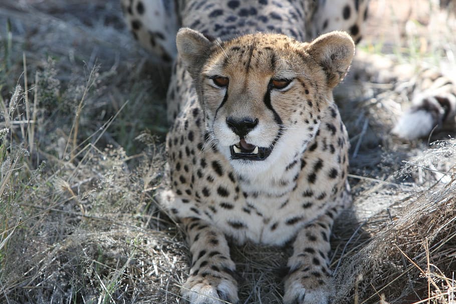 cheetah, predator, namibia, wild, nature, wilderness, safari HD wallpaper