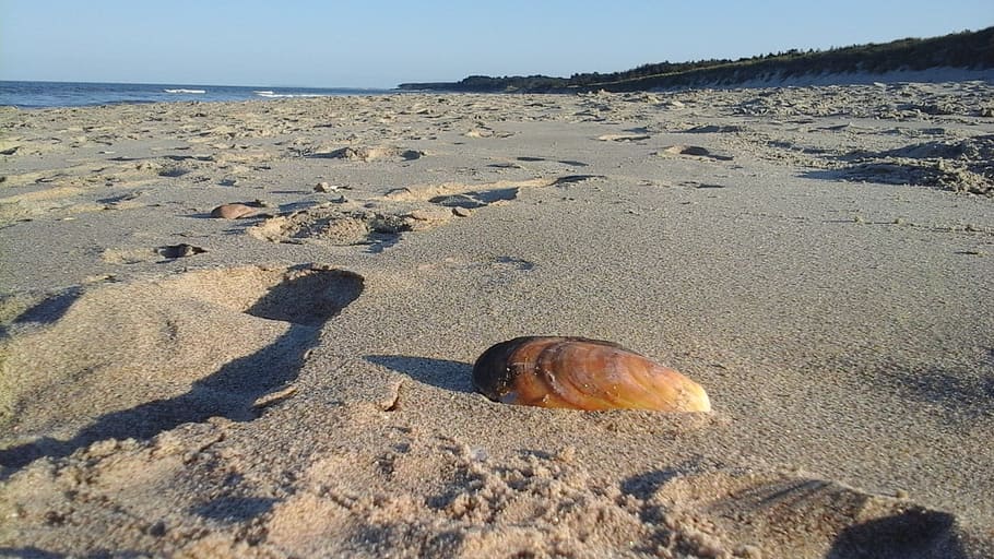 beach, seashell, sand, holiday, land, water, nature, animal HD wallpaper