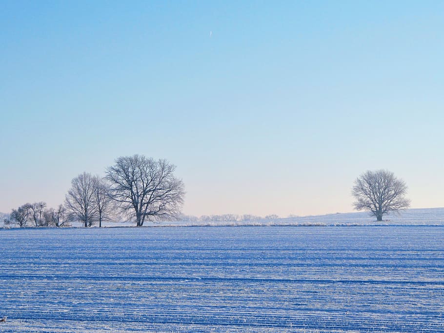 Field, Trees, Winter, Snow, Brandenburg, landscape, blue, fields HD wallpaper
