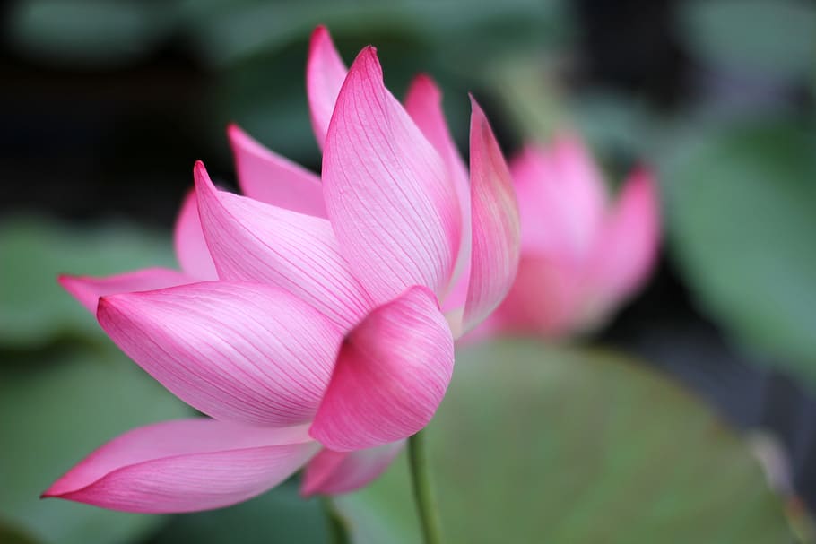 Là loài hoa linh thiêng và uy nghi, hoa sen đã trở thành biểu tượng của đất nước Việt Nam. Làm đẹp cho các hồ nước, hoa sen mang lại không chỉ là vẻ đẹp mà còn là sự thanh thản. Từ những bông hoa trắng thông thường đến những bông hoa hồng tươi sáng, hoa sen luôn có sức ảnh hưởng đến tâm hồn của các du khách đến thăm.
