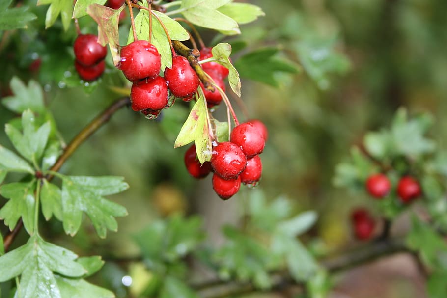 berries, autumn, red, fruit, food and drink, healthy eating HD wallpaper