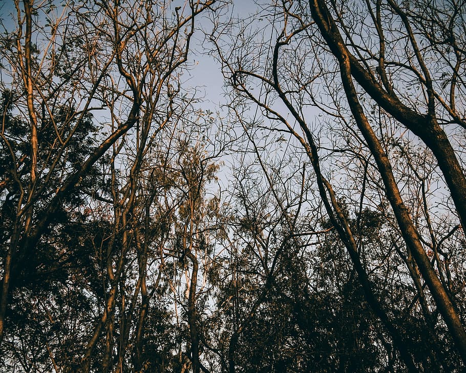 photo bare trees, forest, branch, branches, dusk, plant, low angle view HD wallpaper