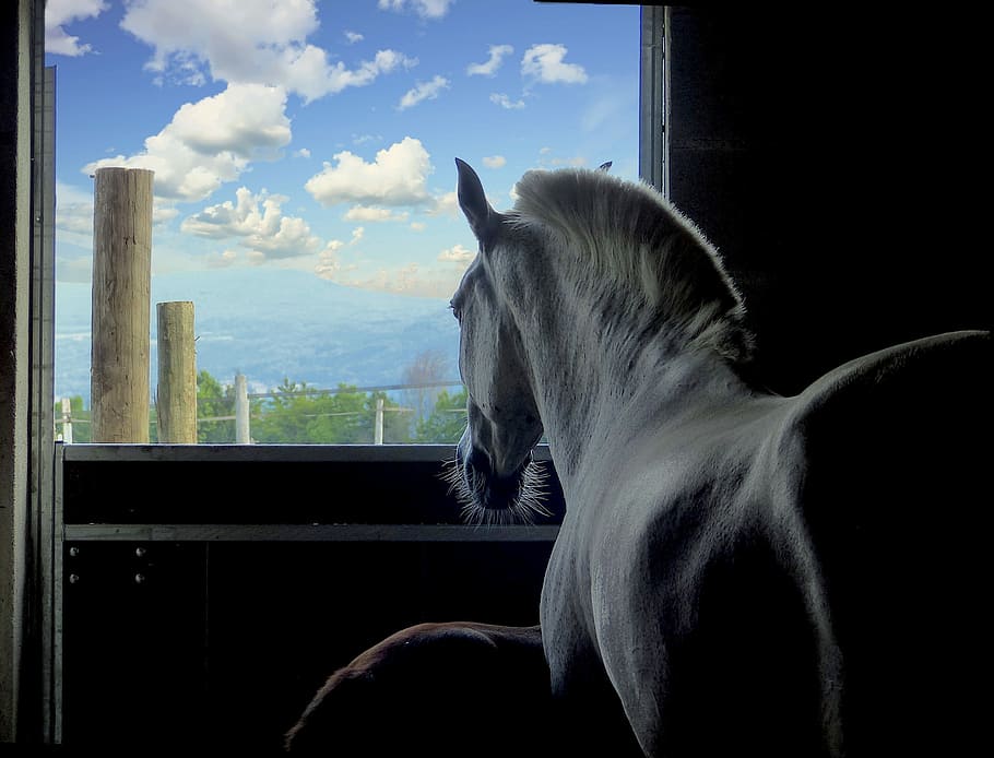 photo of white horse in stable, boxing, window, shadow, animal HD wallpaper