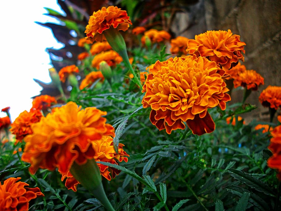plant, life, on, nature, flower, yellow, marigold, flower Head HD wallpaper