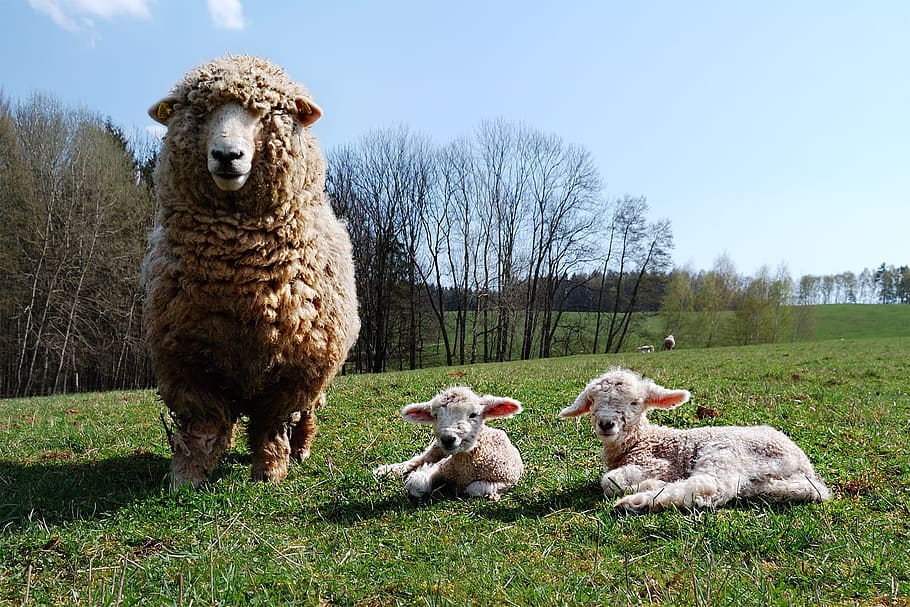 Lamb, Sheep, Home, Cub, sheep home, animal, livestock, grass HD wallpaper