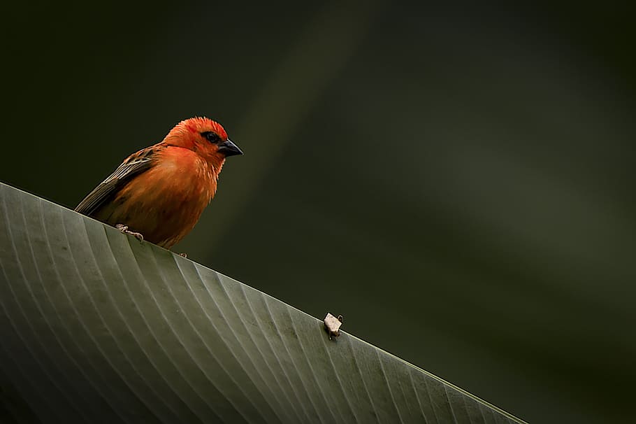 bird, leaf, green, exotic, nature, vertebrate, animal wildlife HD wallpaper