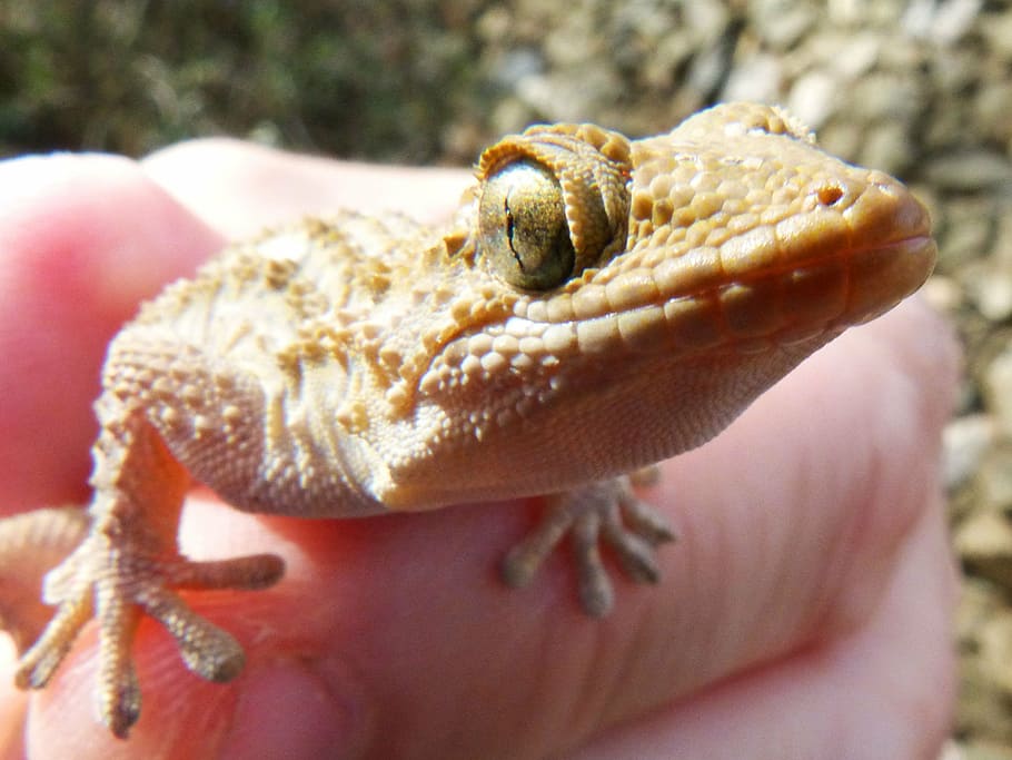 gecko, lizard, dragon, detail, reptile, one animal, human body part HD wallpaper