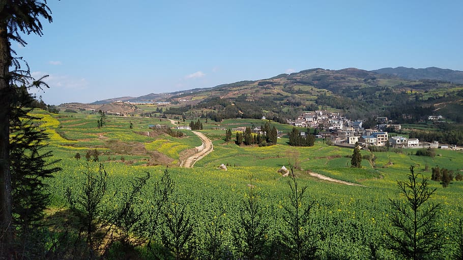 road, scenery, sky, scenics - nature, agriculture, plant, landscape HD wallpaper