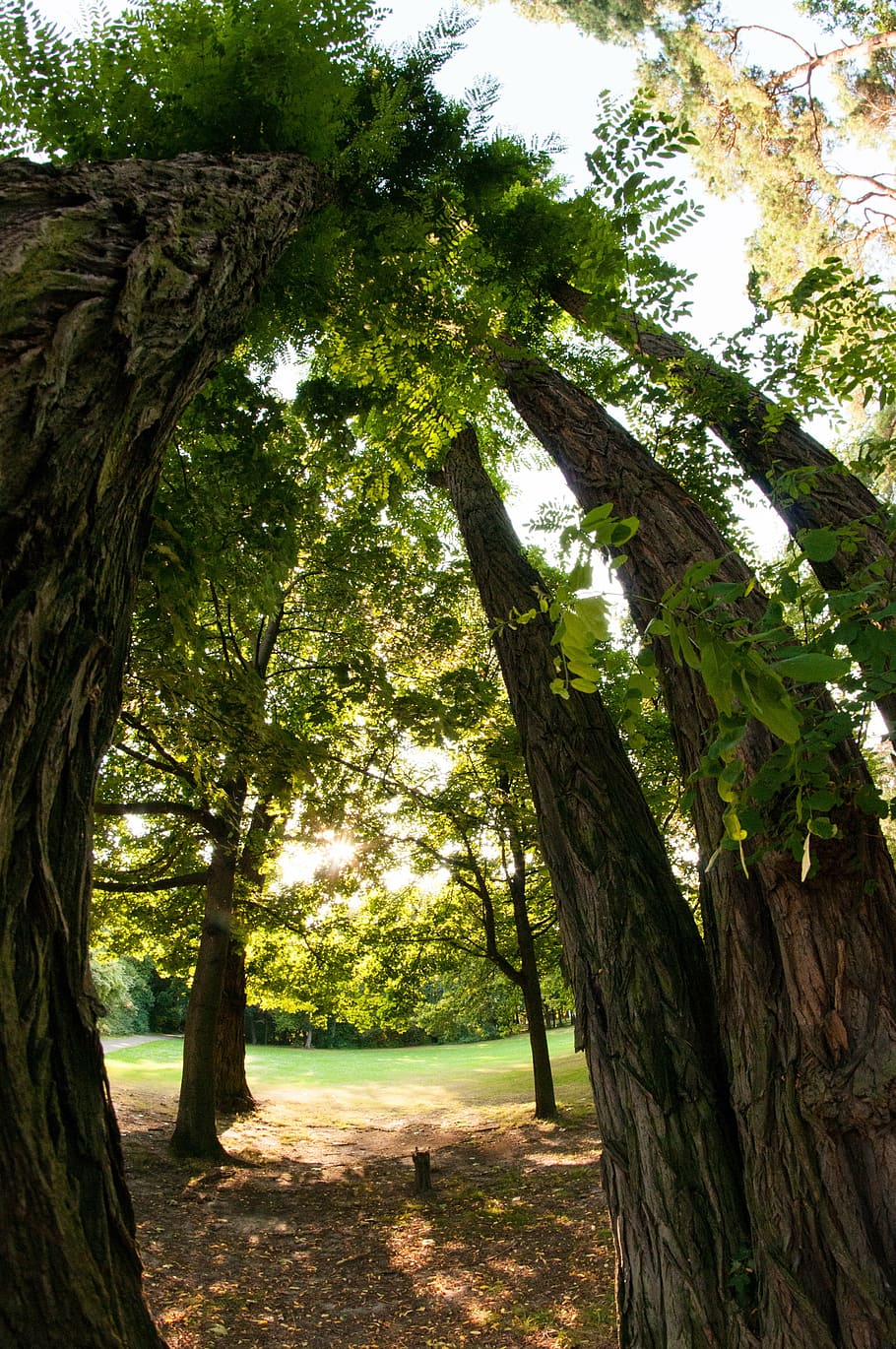 trees, woods, forest, nature, landscape, summer, green, natural HD wallpaper