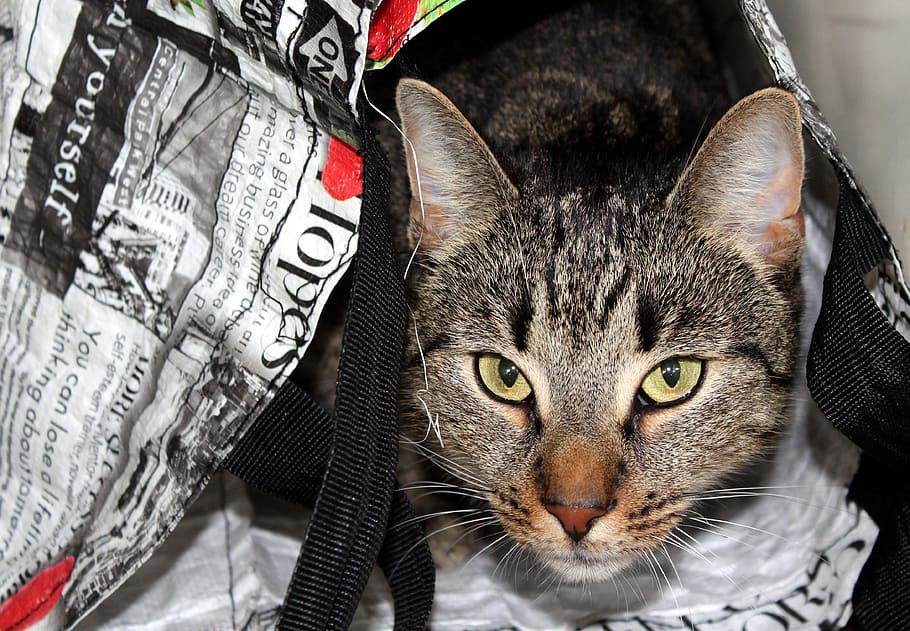 black and brown tabby cat inside black and white tote bag, pet HD wallpaper