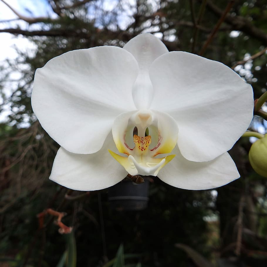 Orchid, Flower, Macro, Nature, white, tropical, petal, bloom HD wallpaper
