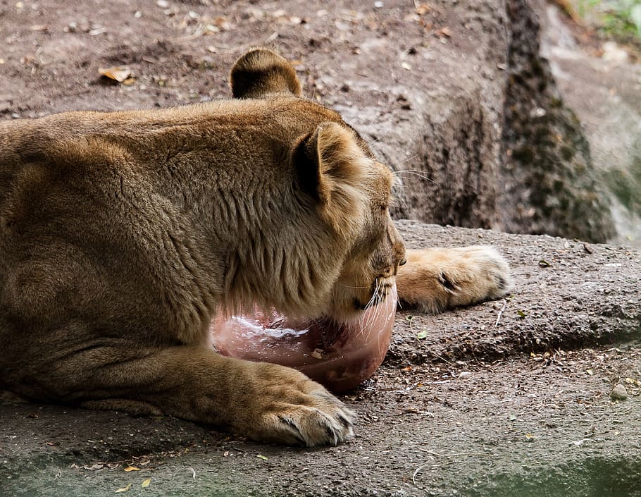 lion, lioness, female, predator, animal, big cat, zoo, zoo zurich, HD wallpaper