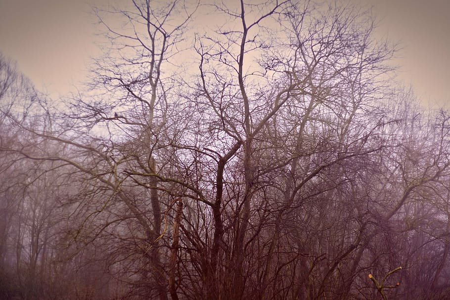 bare tree, green, leafless, dark, sad, trees, alone, woods HD wallpaper