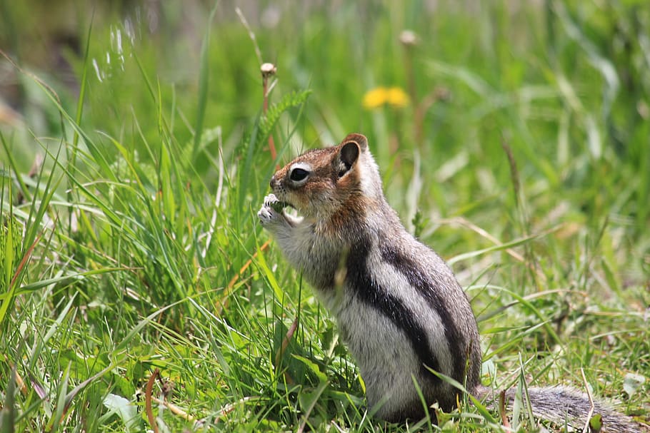 chipmunk, canada, nature, animal wildlife, animal themes, one animal HD wallpaper