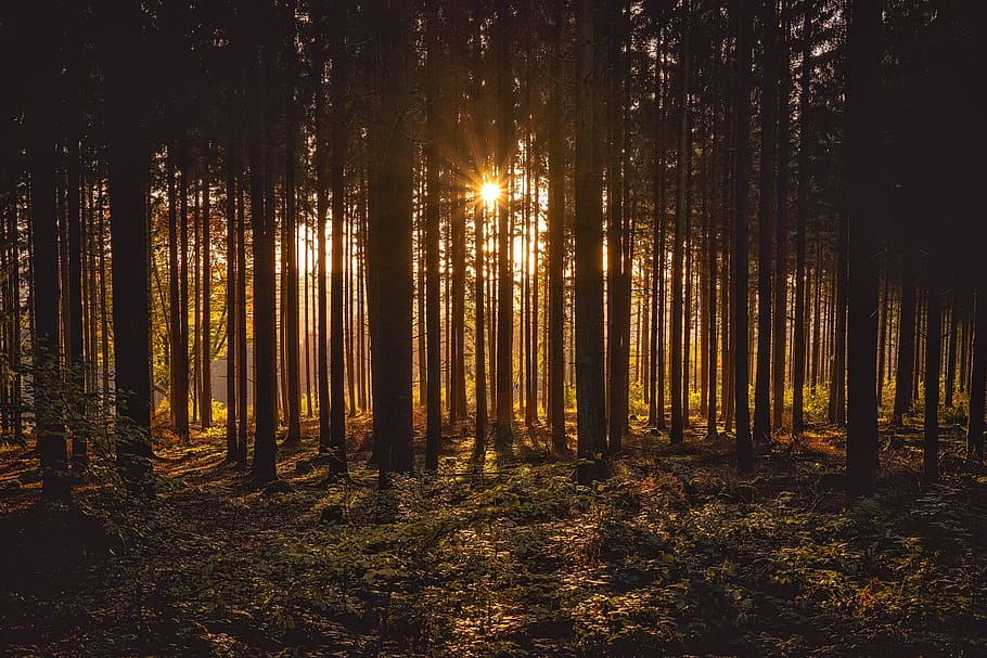 landscape photography of crepuscular rays in forest, silhouettes HD wallpaper