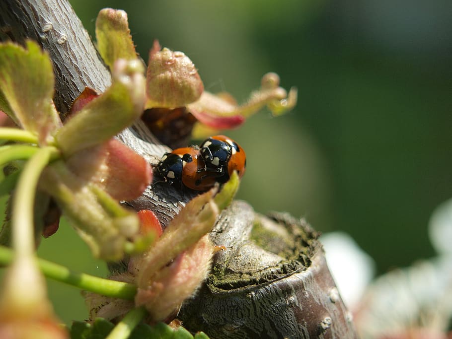 beetle, ladybug, luck, pairing, close up, red, couple, insect HD wallpaper