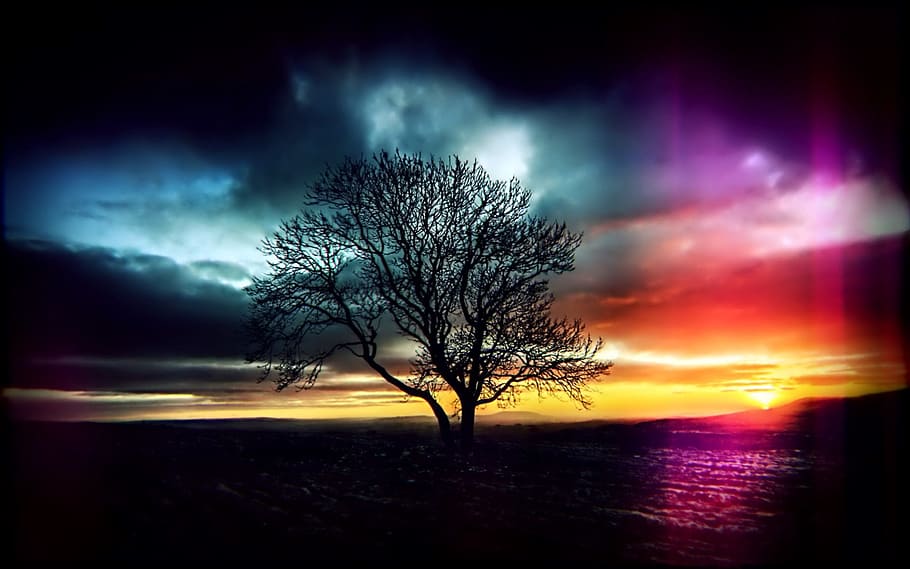 silhouette photo of trees during golden hour, sunset, lights HD wallpaper