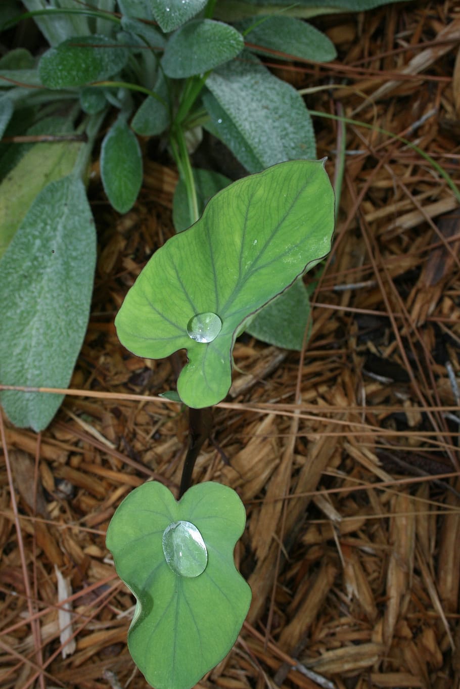 nature, leaf, green, raindrops, natural, elephant ear, plant part HD wallpaper