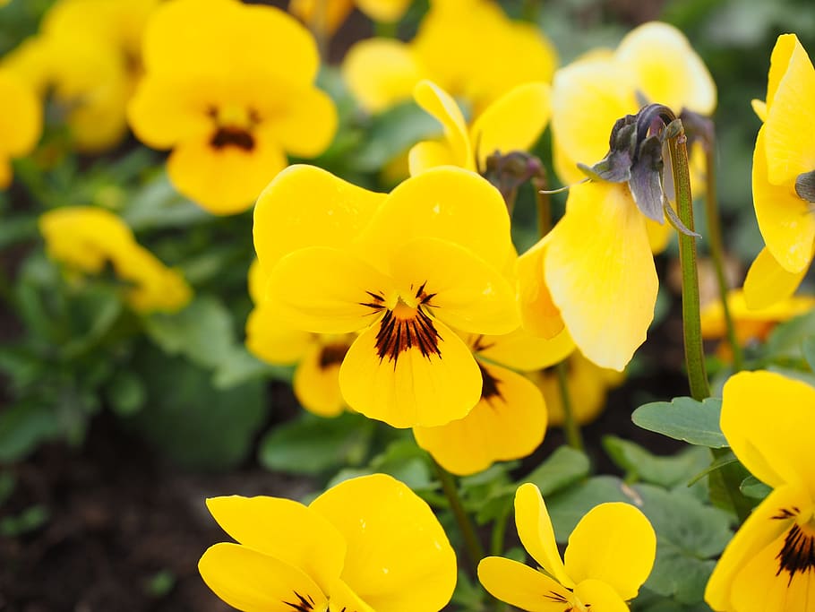 Pansy, Flowers, Bloom, Spring, Yellow, blütenmeer, flower plants HD wallpaper