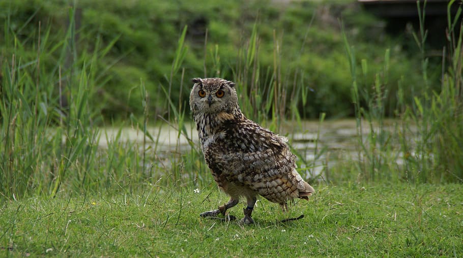 hoenderdaell, rock eagle owl, animal wildlife, one animal, grass HD wallpaper