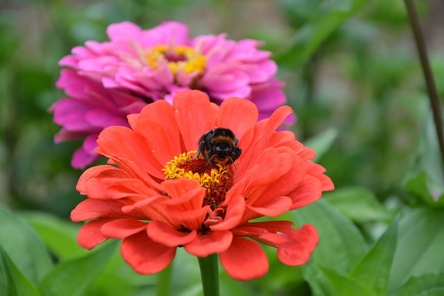 flowers, red, bourdon, nature, garden, insect, flowering plant HD wallpaper