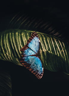 blue and brown butterfly perching on leaf, blue morpho butterfly on green leaf HD wallpaper