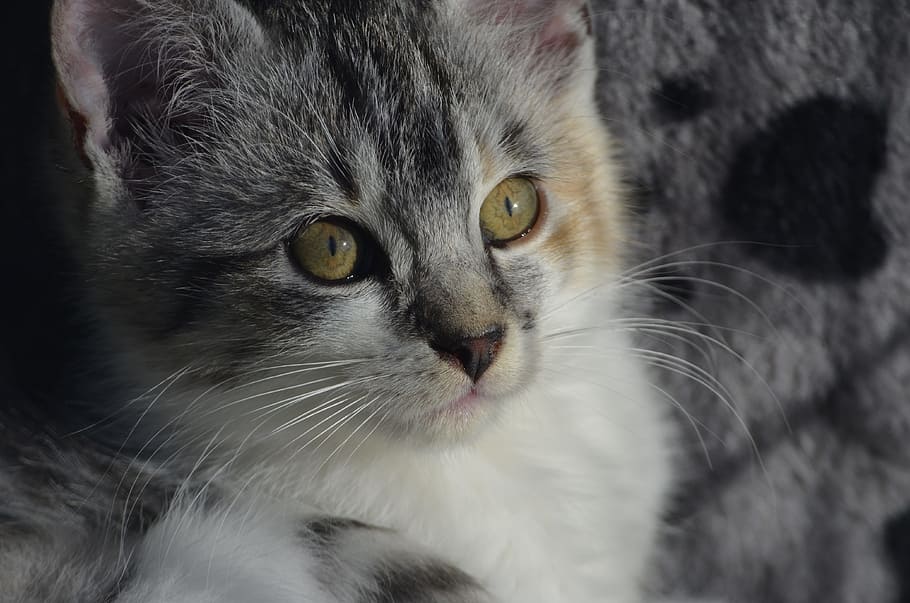 light, shadow, cat, kitten, domestic, domestic cat, animal themes HD wallpaper