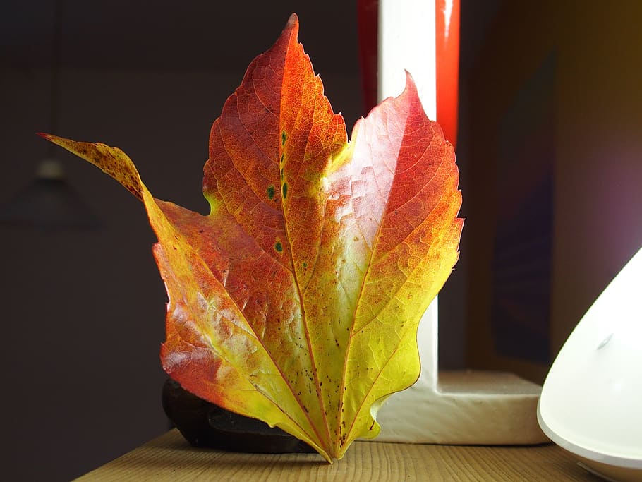 autumn, colorful, leaf, plant part, change, close-up, table HD wallpaper