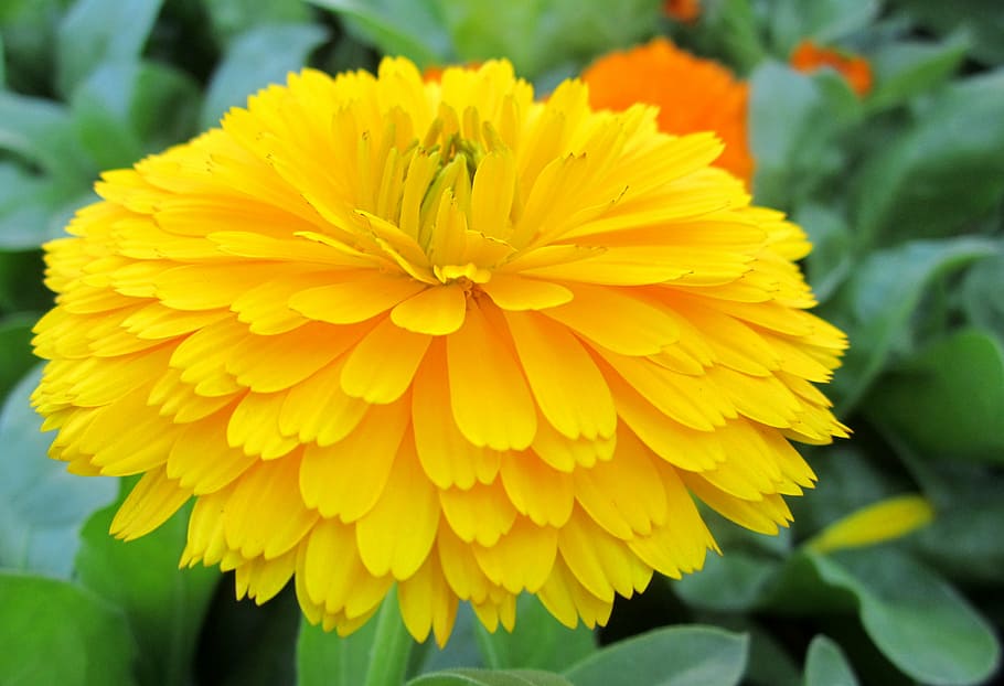 91 Hd Images Of Yellow Flowers For FREE - MyWeb
