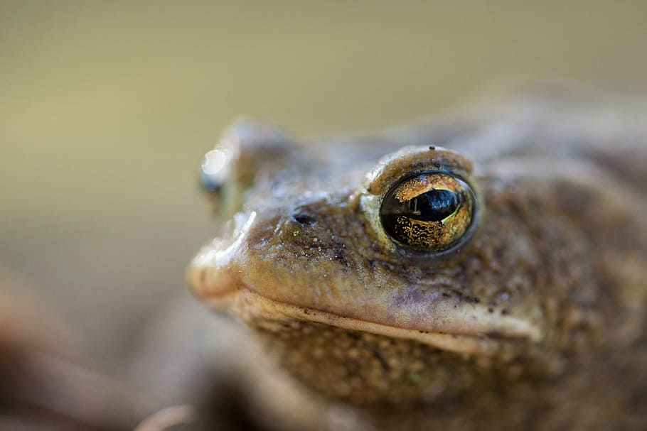 frog, toad, nature, amphibians, aquatic animal, green, pairing HD wallpaper