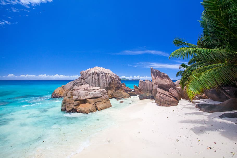 rock formation on seashore, palm tree near white sand, beach HD wallpaper