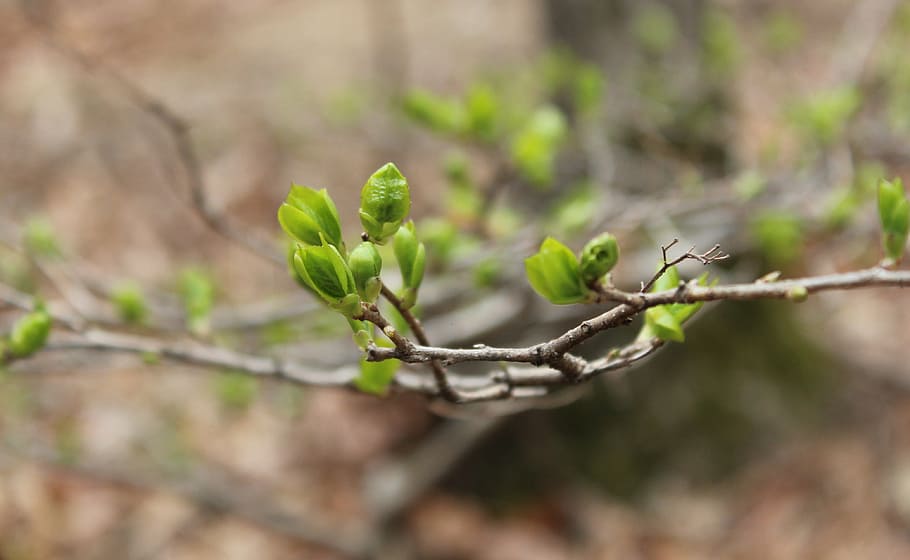 bud, spring, young, nature, tree, branch, plant, close-up, leaf HD wallpaper