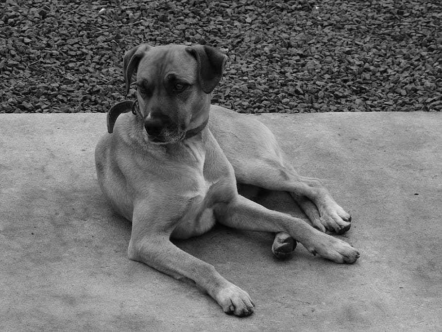 dog, sidewalk, stone, canine, one animal, pets, mammal, domestic HD wallpaper