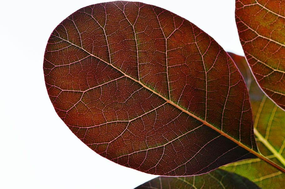 leaf, plant, nature, red, background, close-up, brown, plant part HD wallpaper
