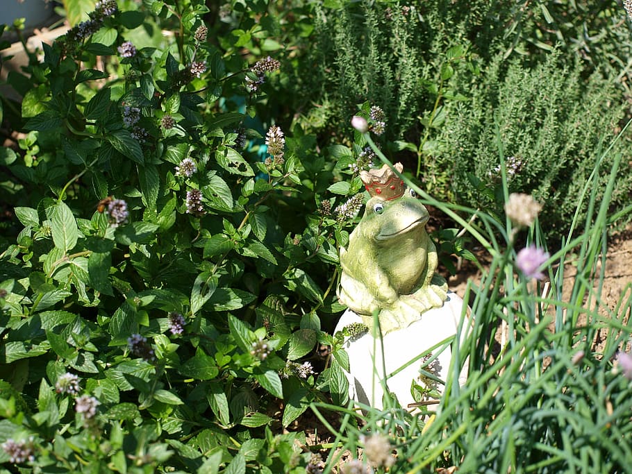frog, crown, pond, luck, nature, plant, growth, green color HD wallpaper