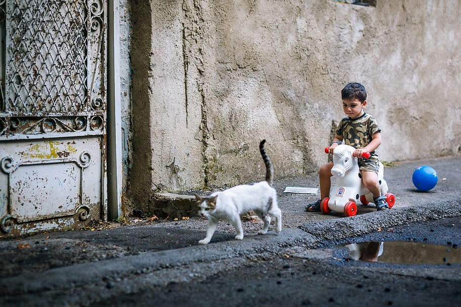 boy riding ride-on toy following white cat near road, humanities HD wallpaper