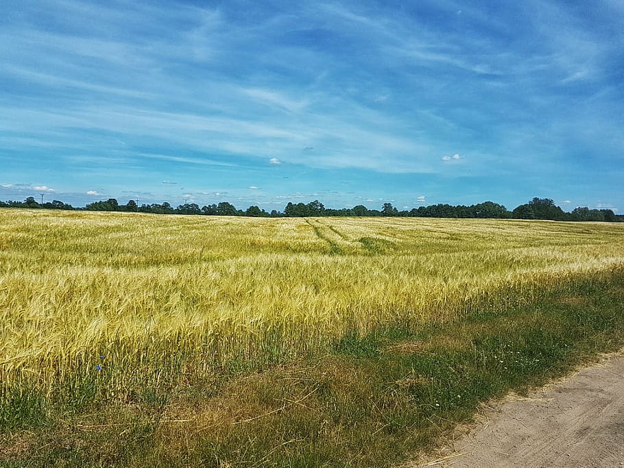 field, dirt road, landscape, view, way, green, nature, meadow HD wallpaper