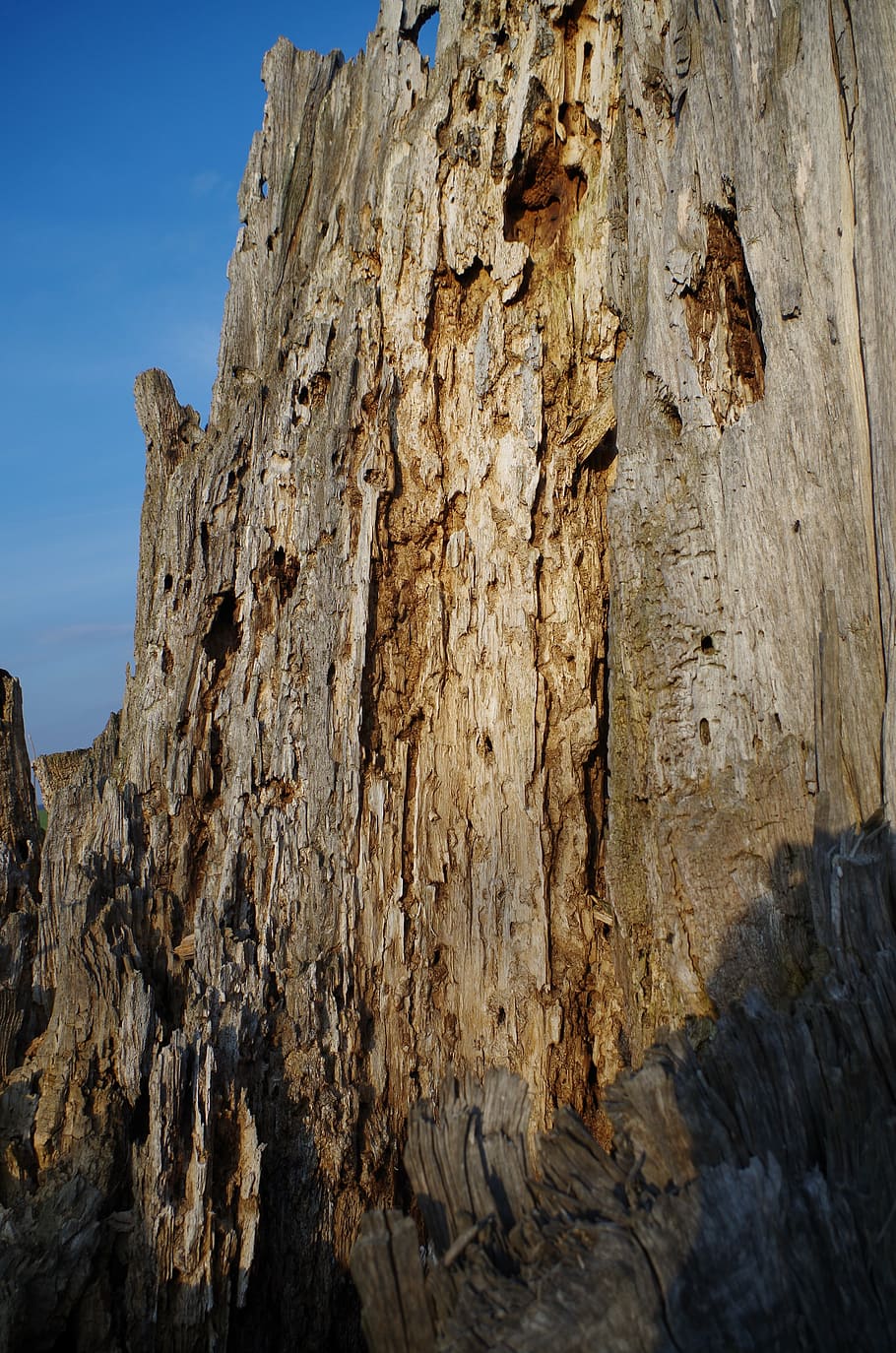dry, old, tree, rock, rock - object, textured, rock formation HD wallpaper