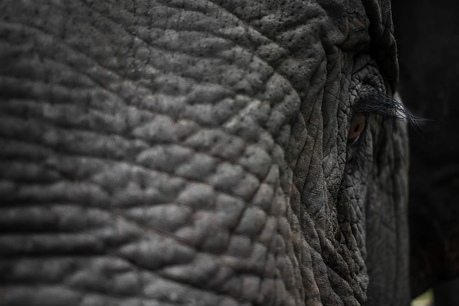 low light photography of elephant, shallow focus photography of an elephant HD wallpaper