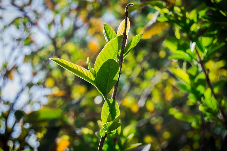 leaf, tree, nature, foliage, green, season, plant, leaves, natural HD wallpaper