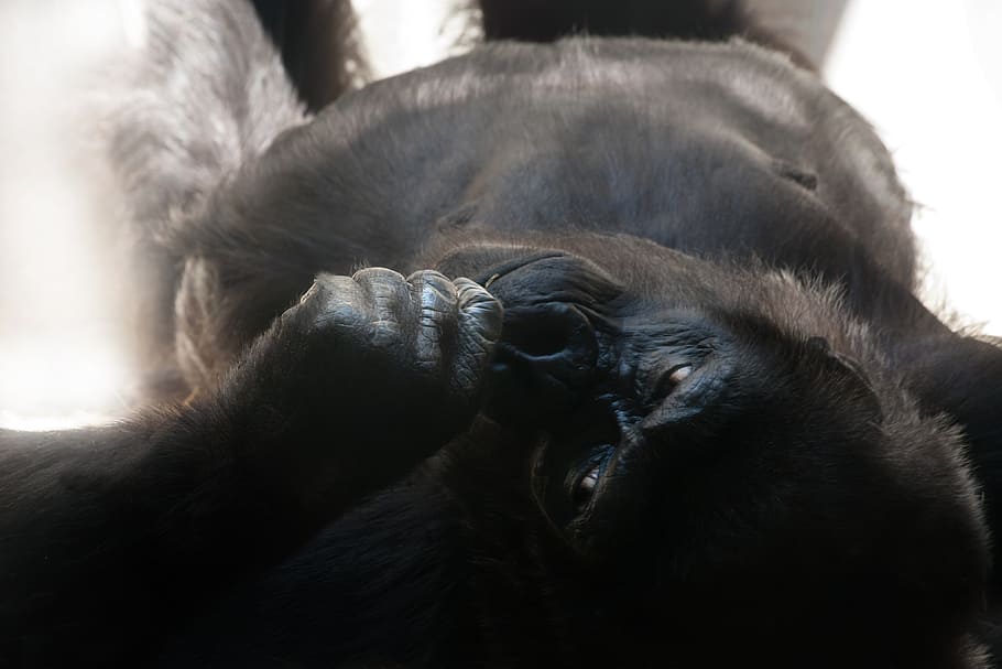 black gorilla, silverback, monkey, ape, dominant, imposing HD wallpaper