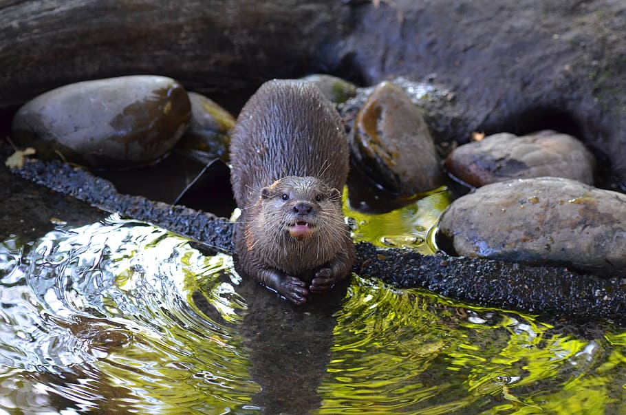otter, zoo, sweet, animal themes, one animal, animal wildlife HD wallpaper